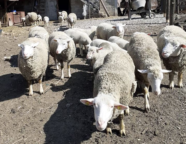 На градској фејсбук-страници Пожаревца чак 6.700 продаваца: И ситну стоку купују на нету